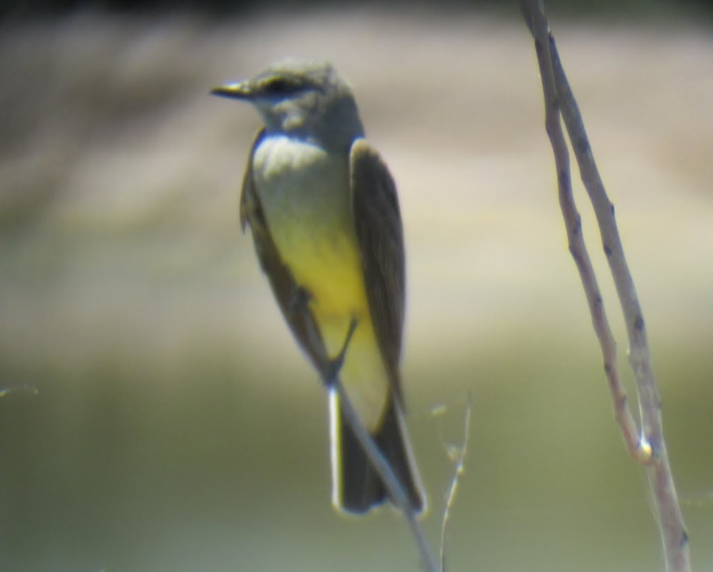 Western Kingbird - ML268335451