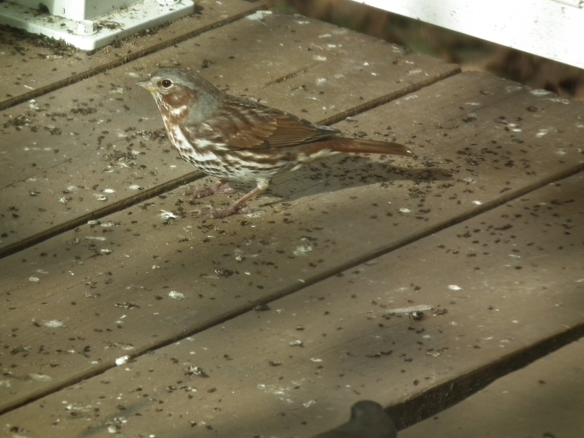 Fox Sparrow (Red) - ML268337921