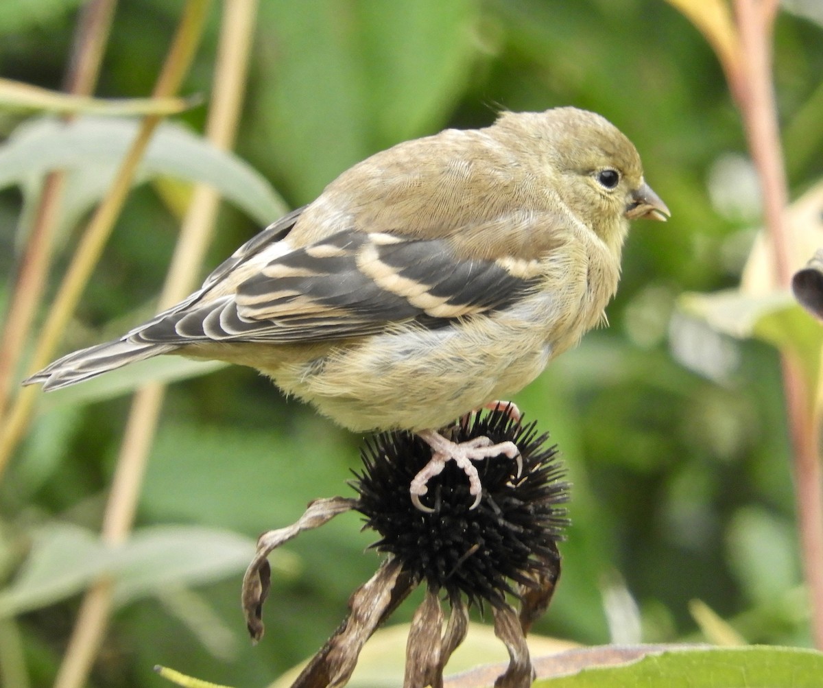 American Goldfinch - kim schonning