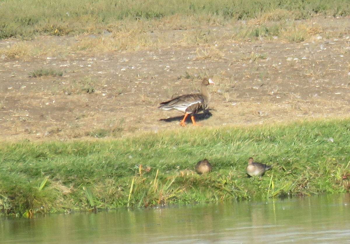 Greater White-fronted Goose - ML268343541