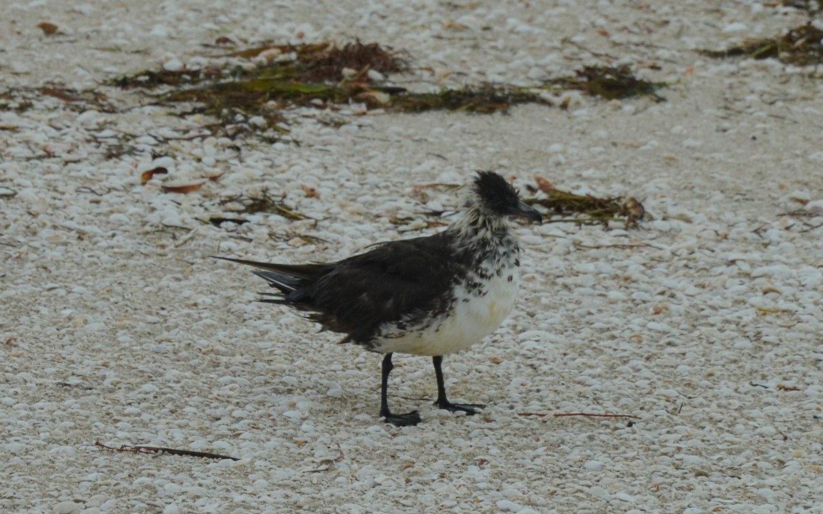 Pomarine Jaeger - Ramón  Trinchan Guerra