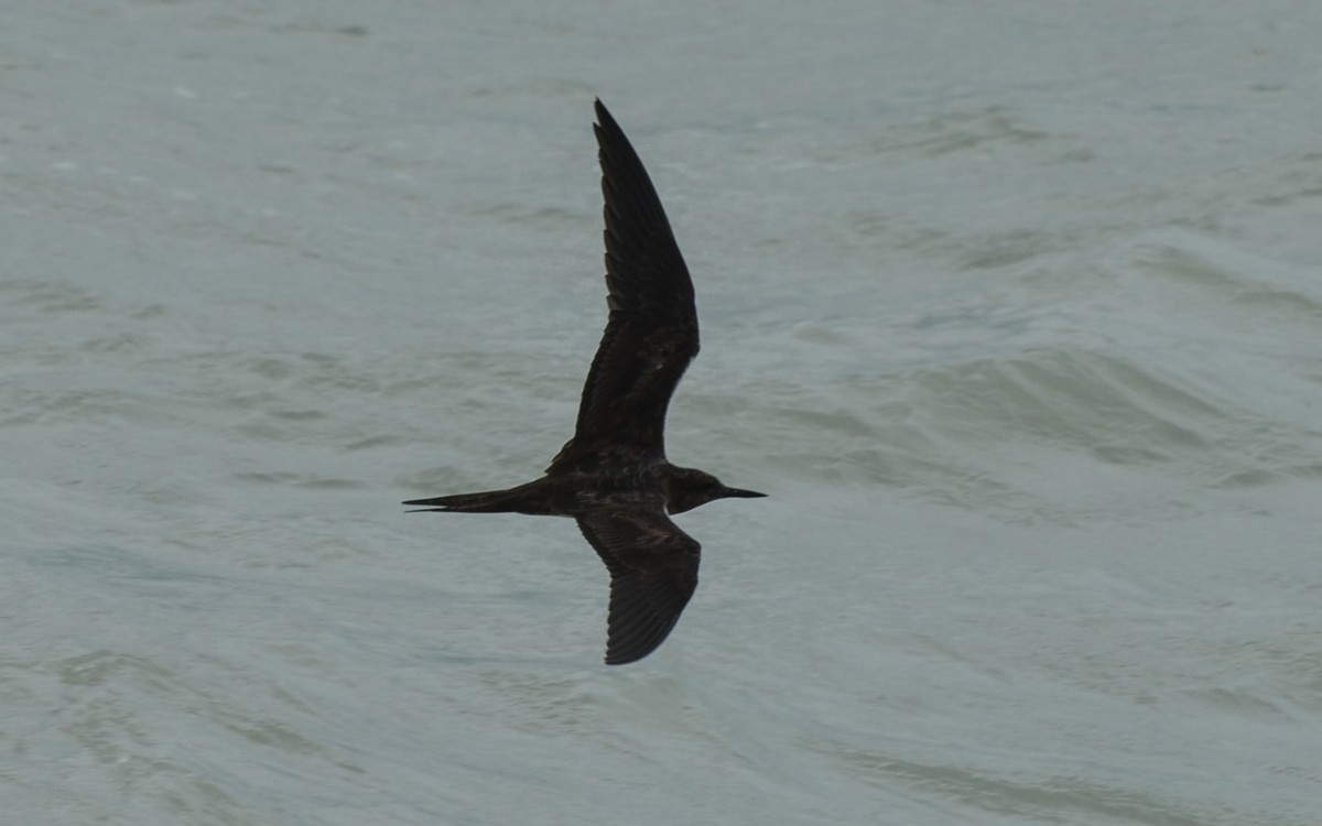 Sooty Tern - ML268344151