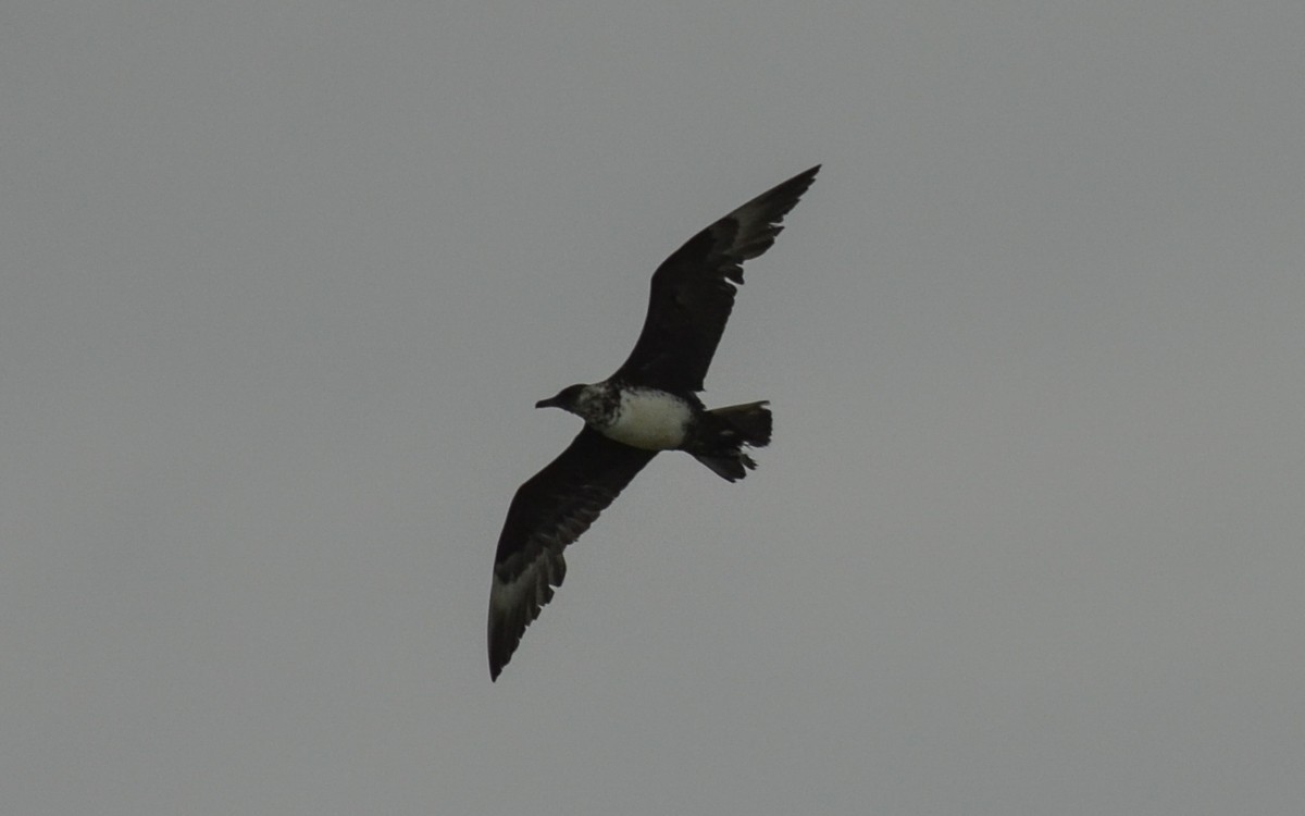 Pomarine Jaeger - Ramón  Trinchan Guerra