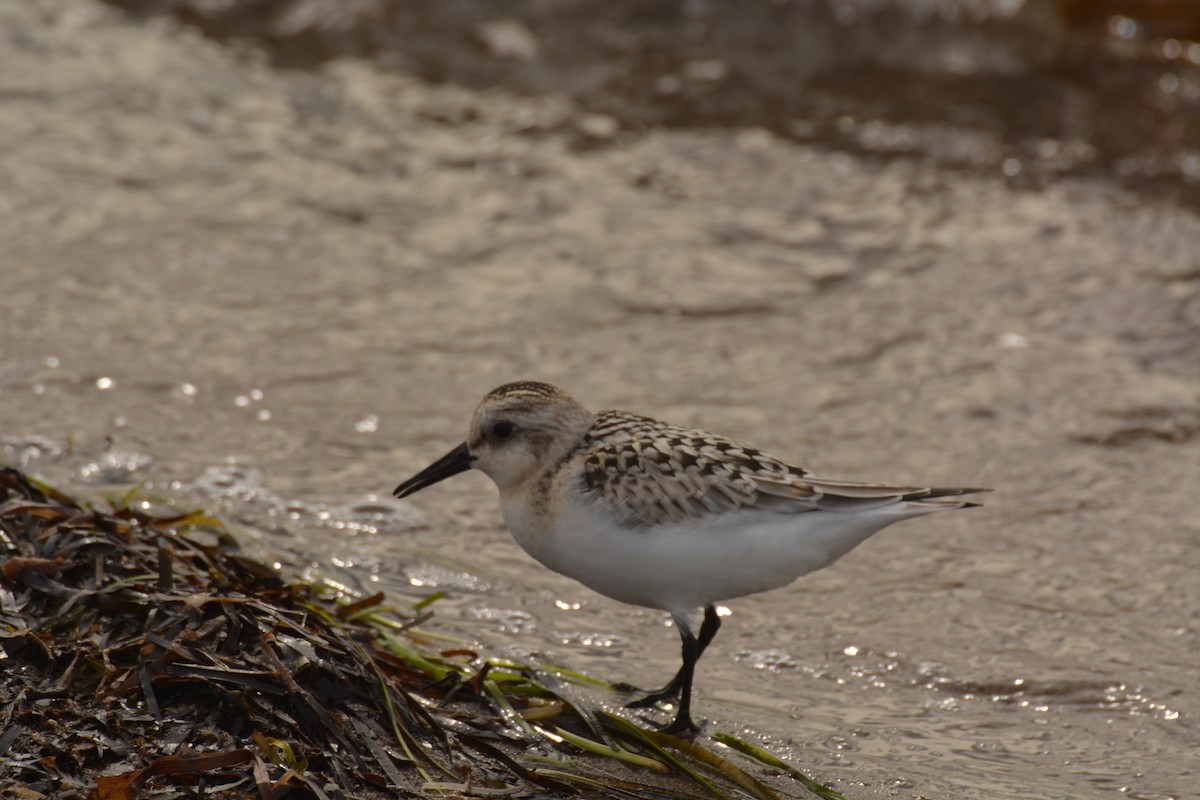 Bécasseau sanderling - ML268345461