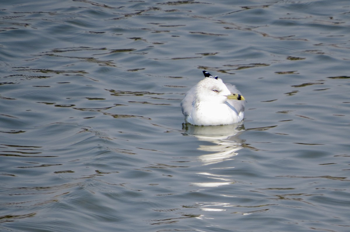 Ring-billed Gull - Terry Hill