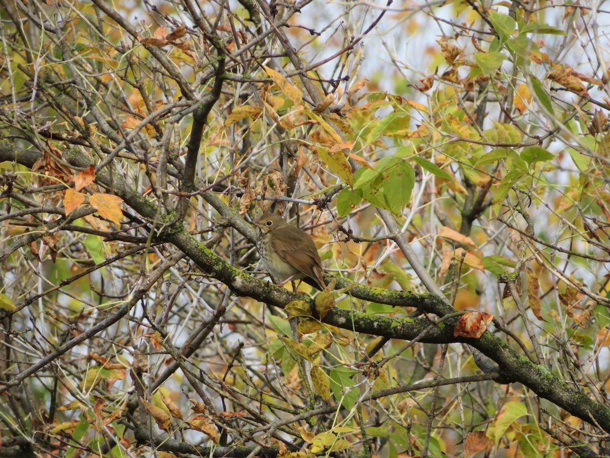 Hermit Thrush - ML268346491