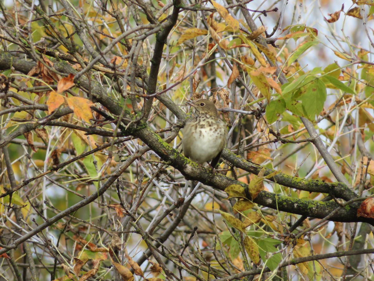 Hermit Thrush - ML268346611