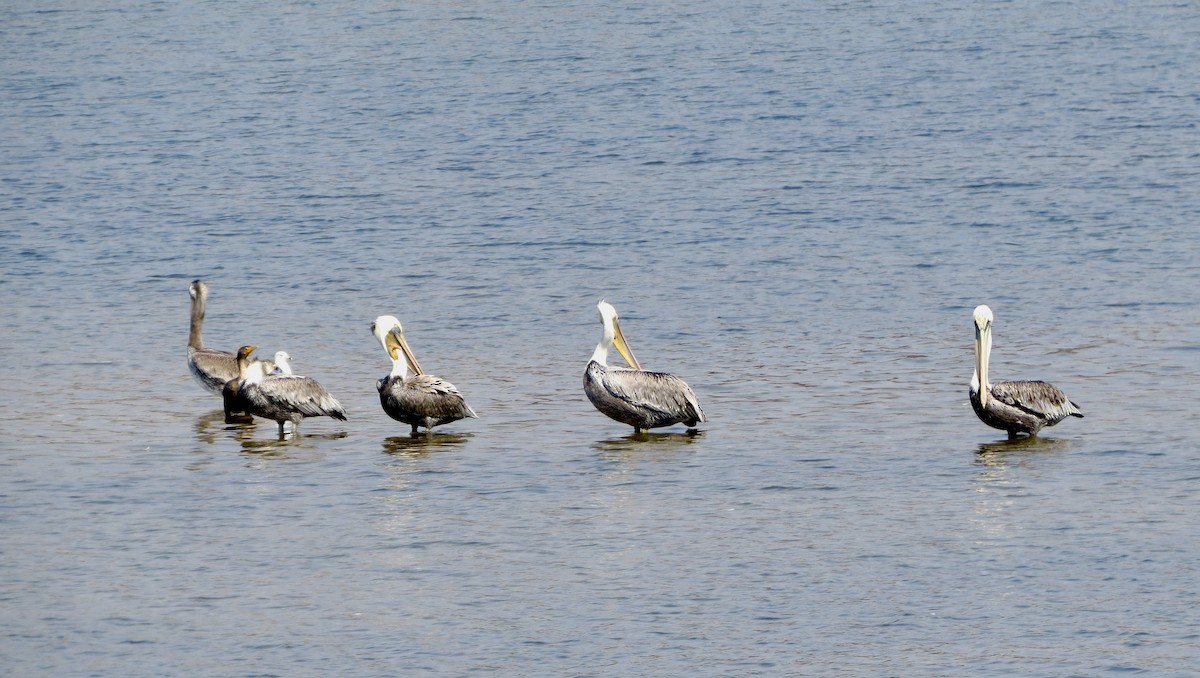 Brown Pelican - Terry Hill