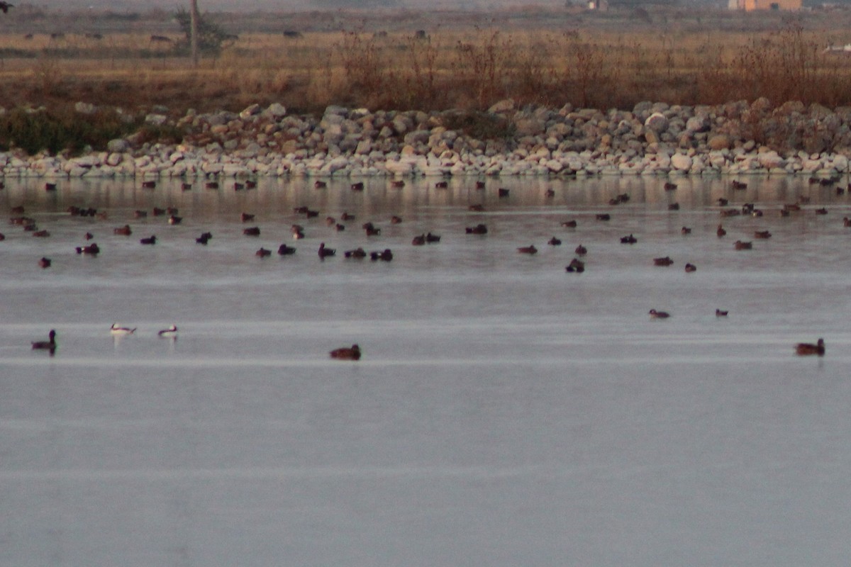 Bufflehead - ML268348751