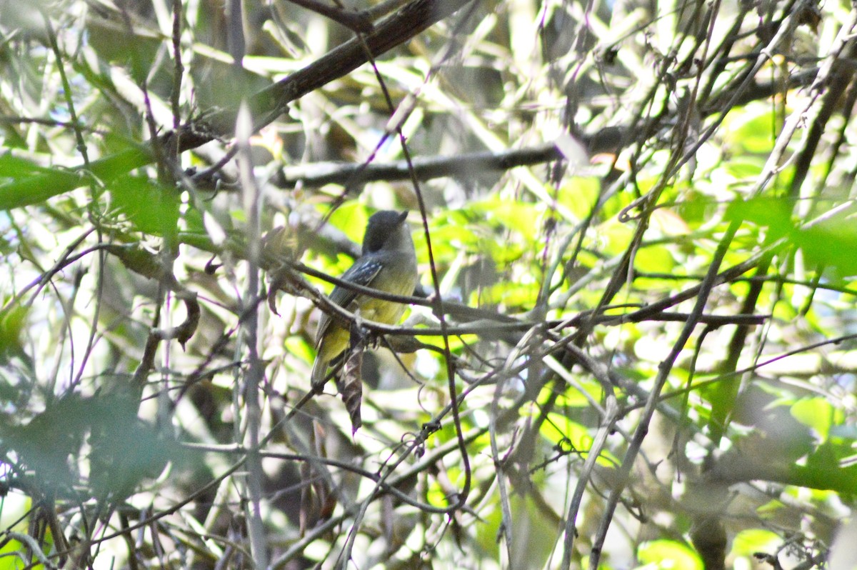 Plain Antvireo - ML268348891