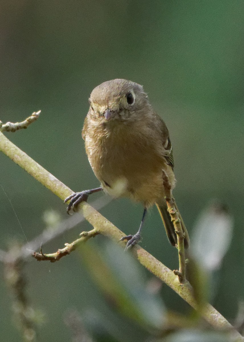 Hutton's Vireo - ML268349571