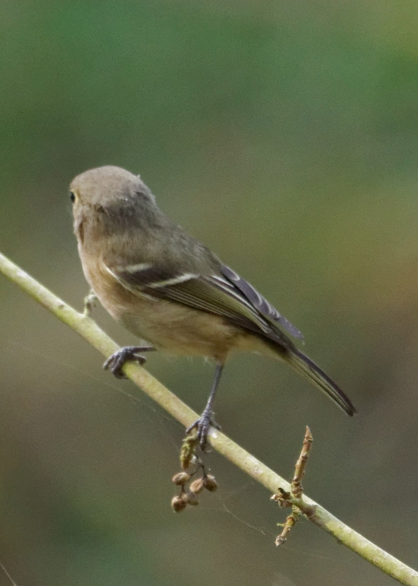 Hutton's Vireo - ML268349631