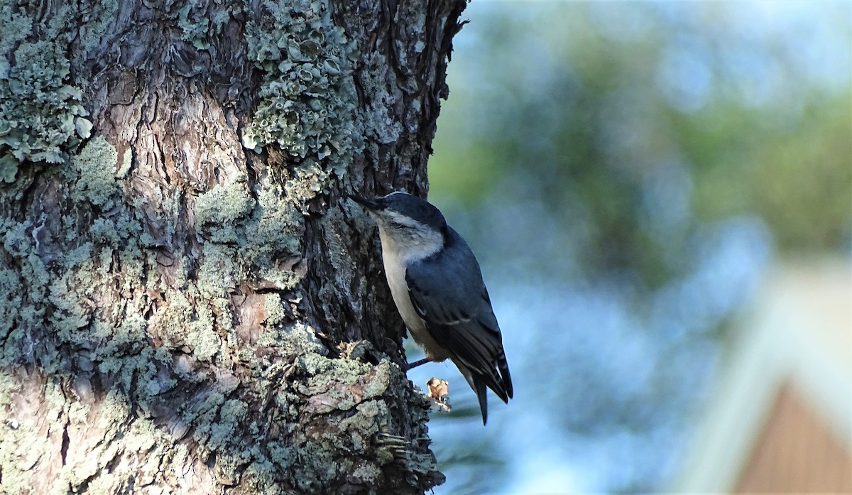 White-breasted Nuthatch - ML268349691