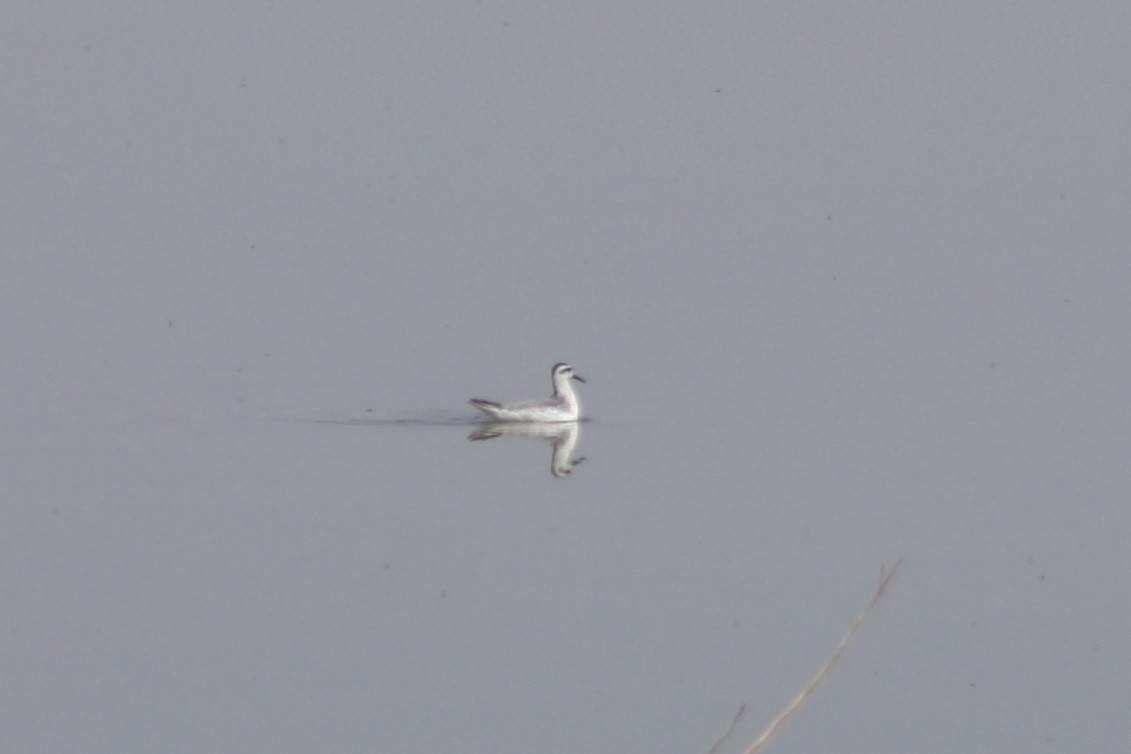 Red Phalarope - ML268350541