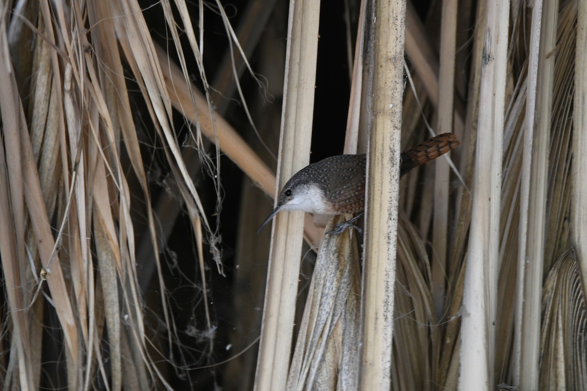 Canyon Wren - ML268351151