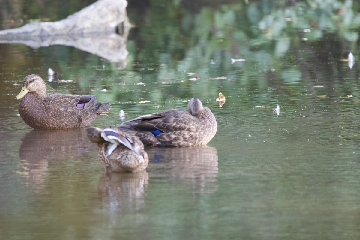 American Black Duck - ML268351371