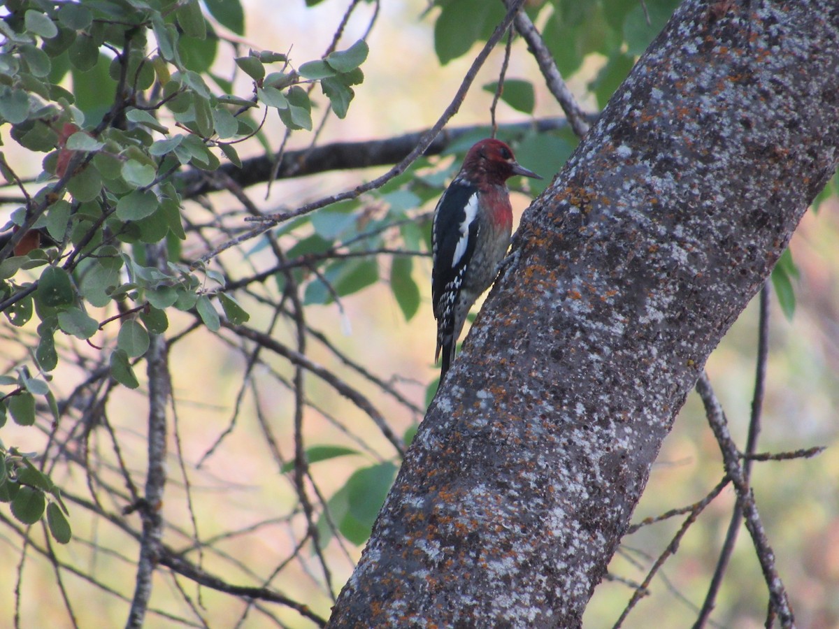 Red-breasted Sapsucker - ML268351521