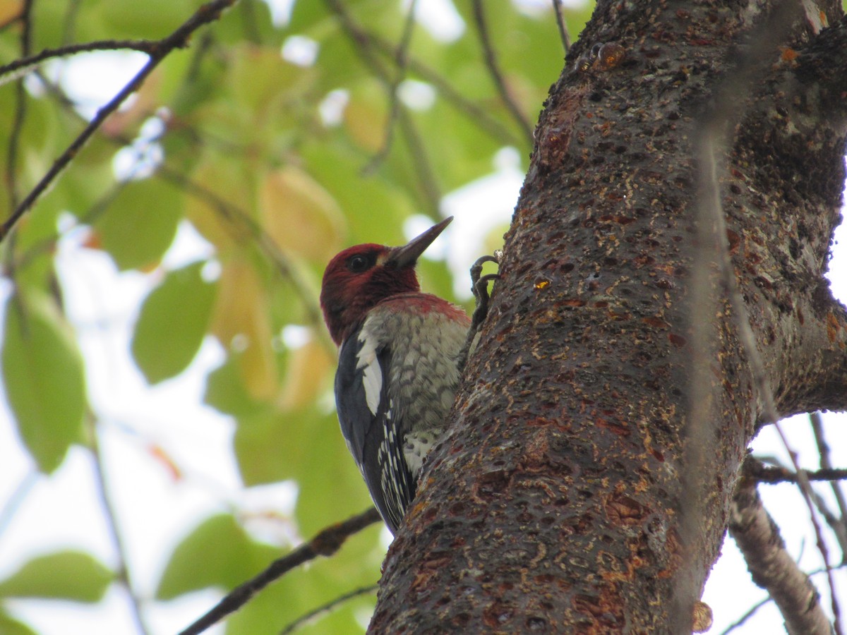 Red-breasted Sapsucker - ML268351591