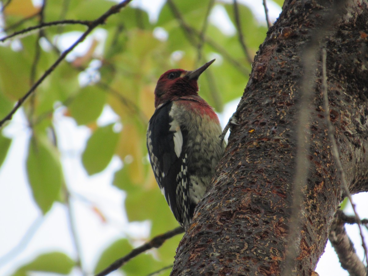 Red-breasted Sapsucker - ML268351601