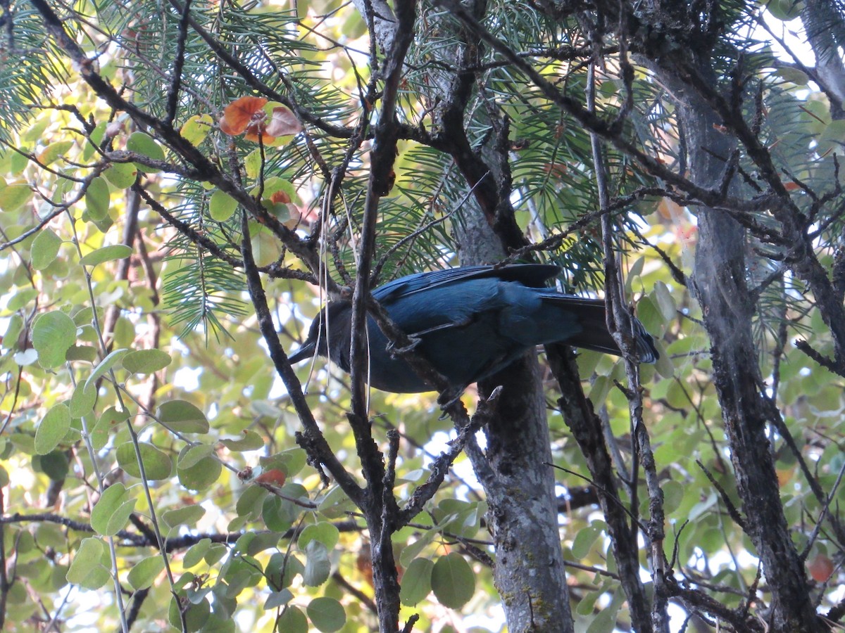 Steller's Jay - ML268351681