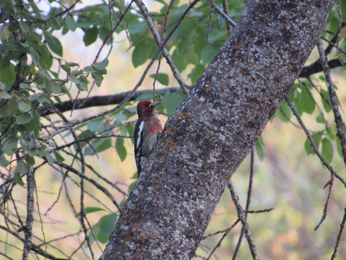 Red-breasted Sapsucker - Don Daniels