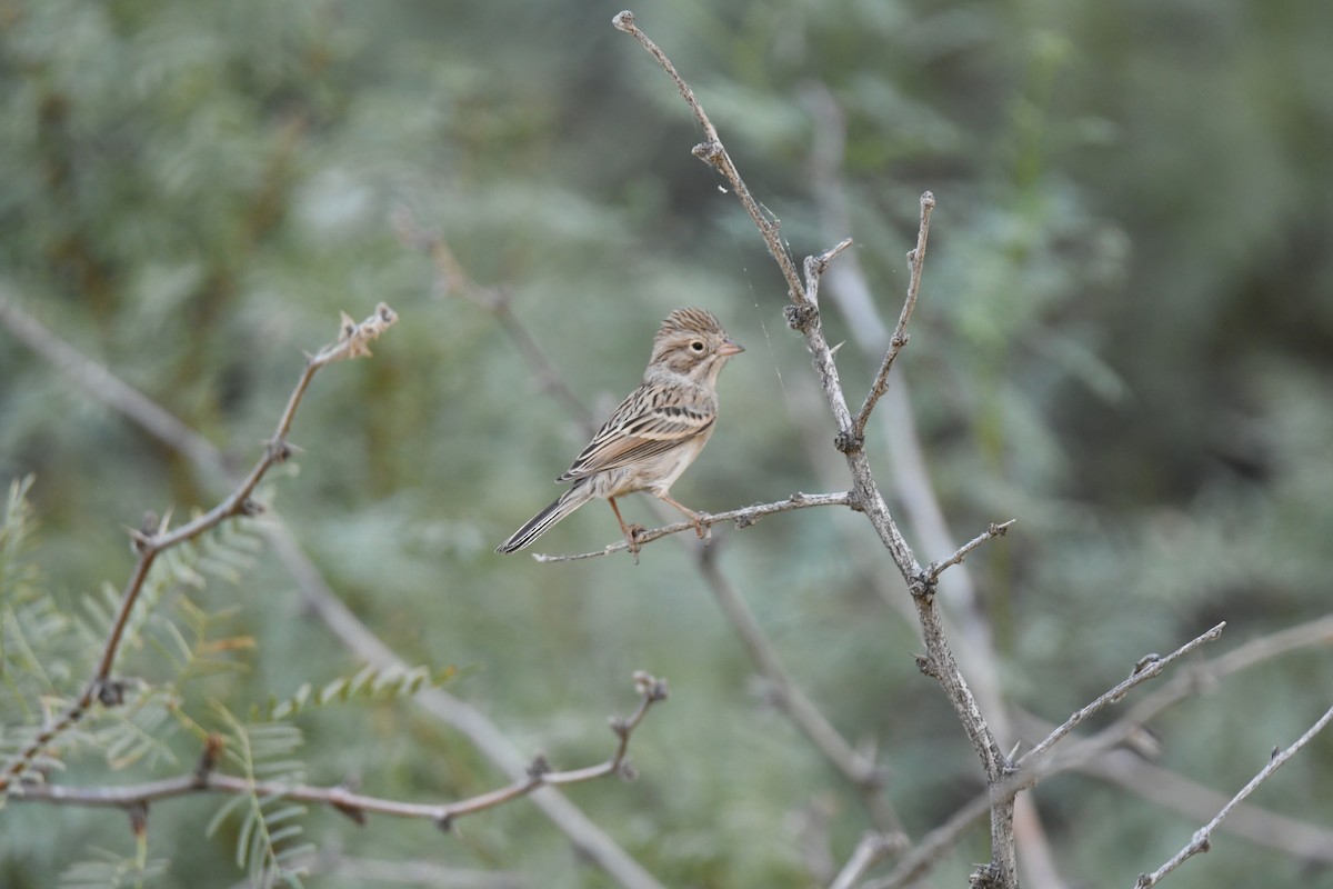 Brewer's Sparrow - ML268352811