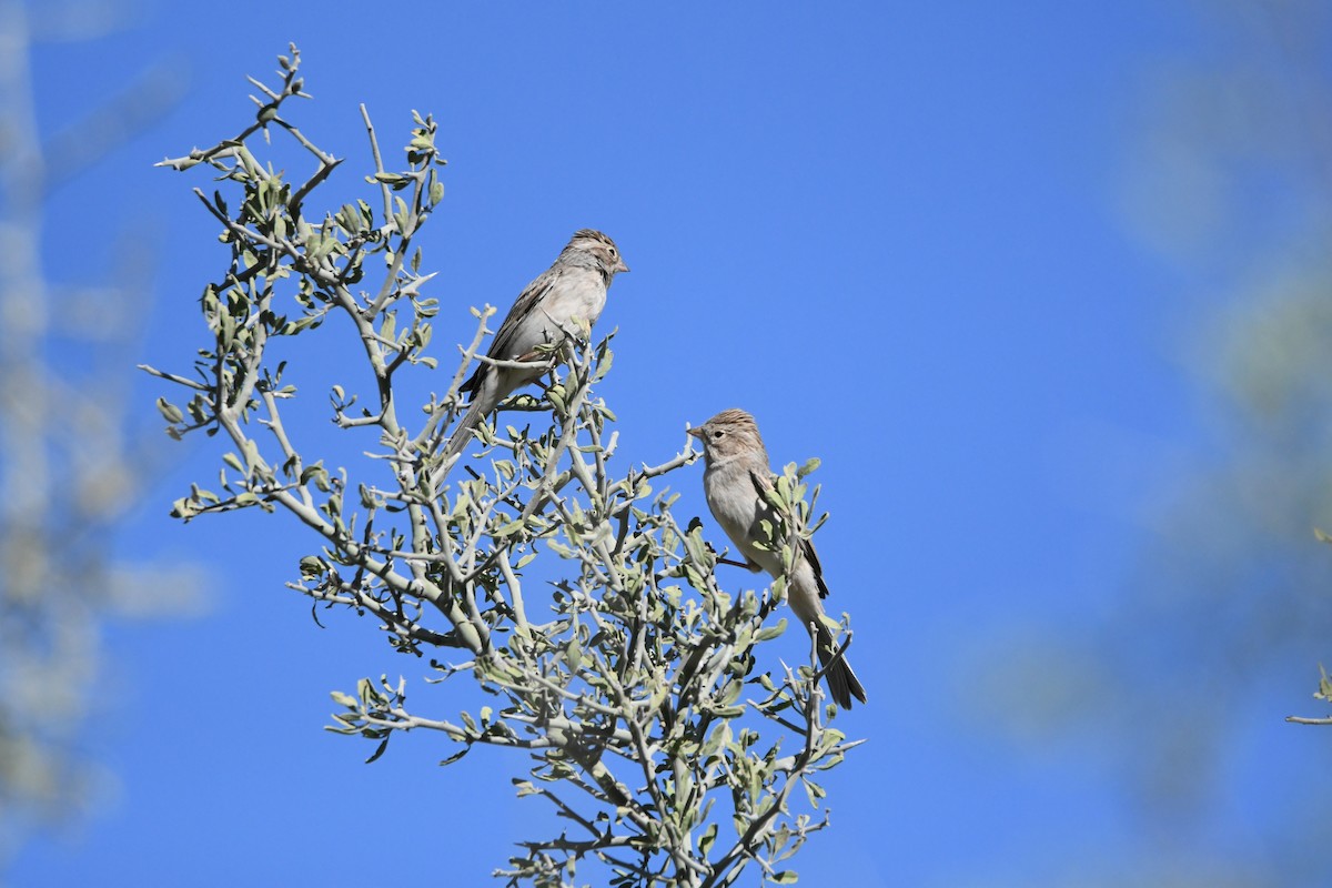 Brewer's Sparrow - ML268354111