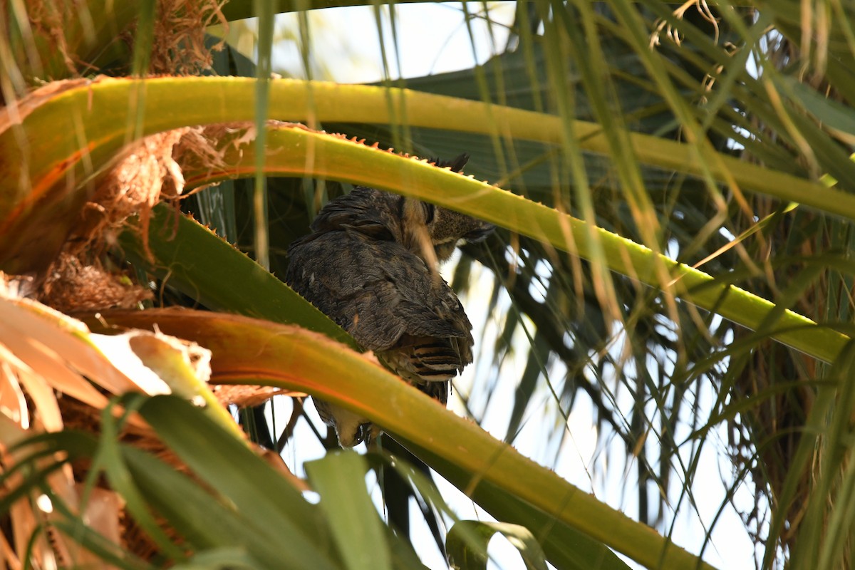 Great Horned Owl - ML268354181