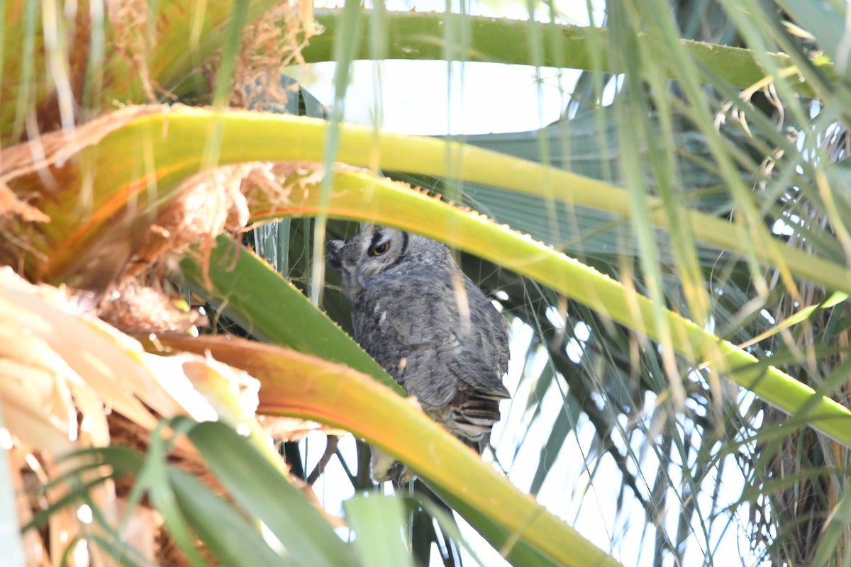 Great Horned Owl - ML268354321