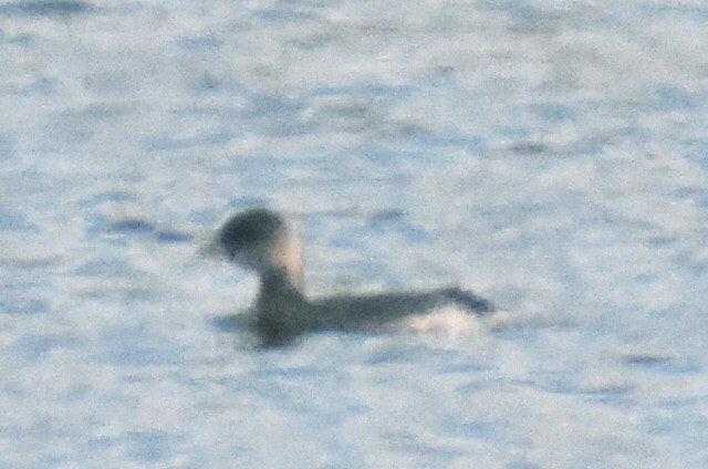 Pied-billed Grebe - ML268354411