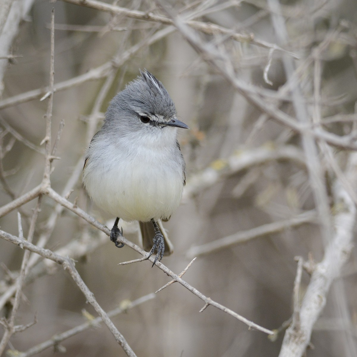 White-crested Tyrannulet (Sulphur-bellied) - ML268355101