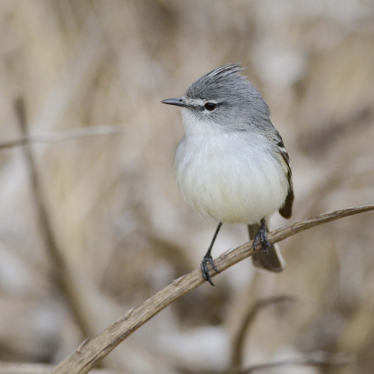 White-crested Tyrannulet (Sulphur-bellied) - ML268355171