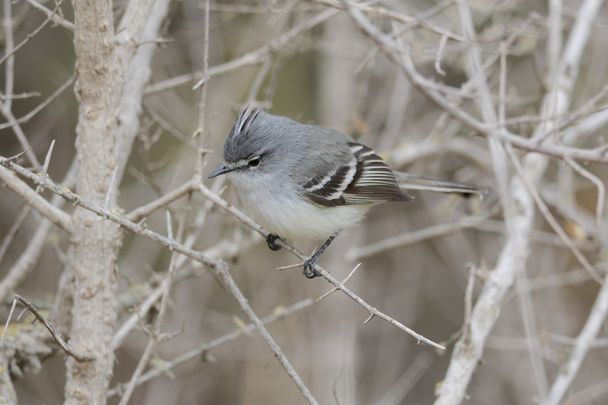 White-crested Tyrannulet (Sulphur-bellied) - ML268355221