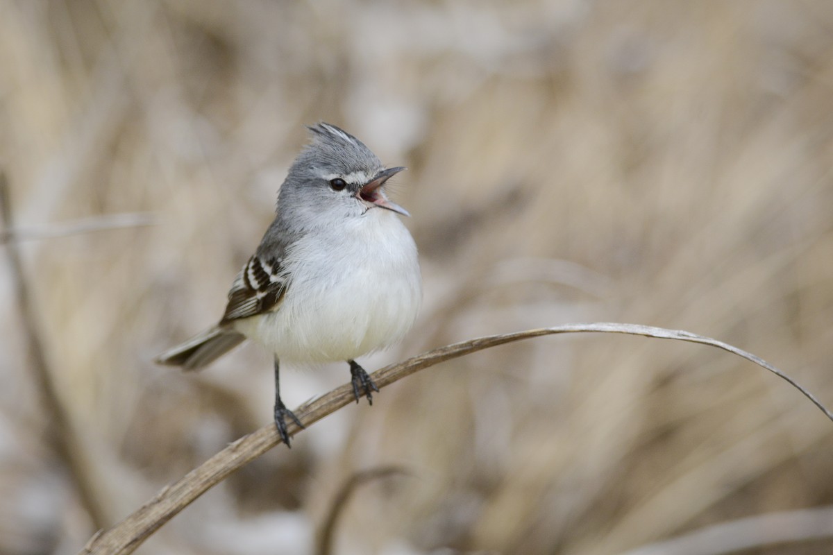 White-crested Tyrannulet (Sulphur-bellied) - ML268355231