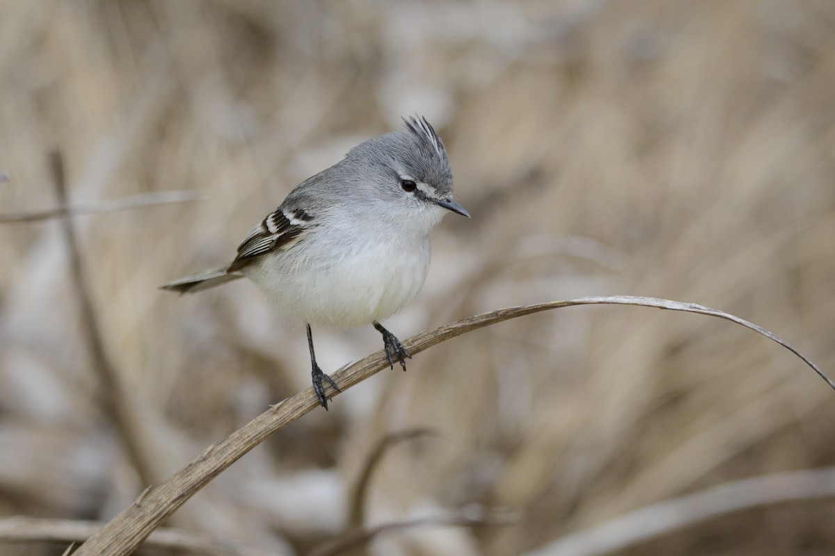 White-crested Tyrannulet (Sulphur-bellied) - ML268355241