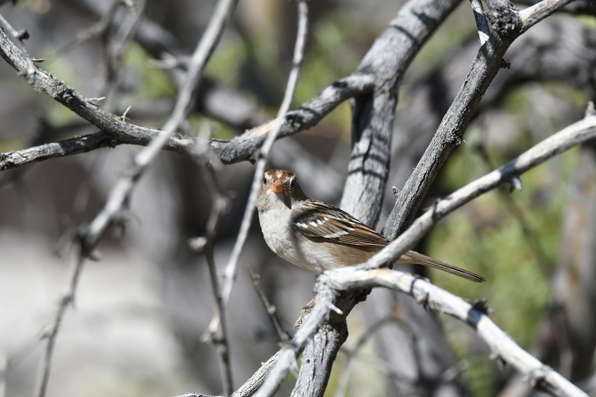 White-crowned Sparrow - ML268358201