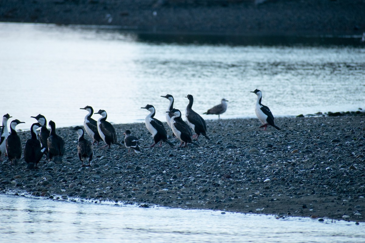 Cormorán Guanay - ML268358241