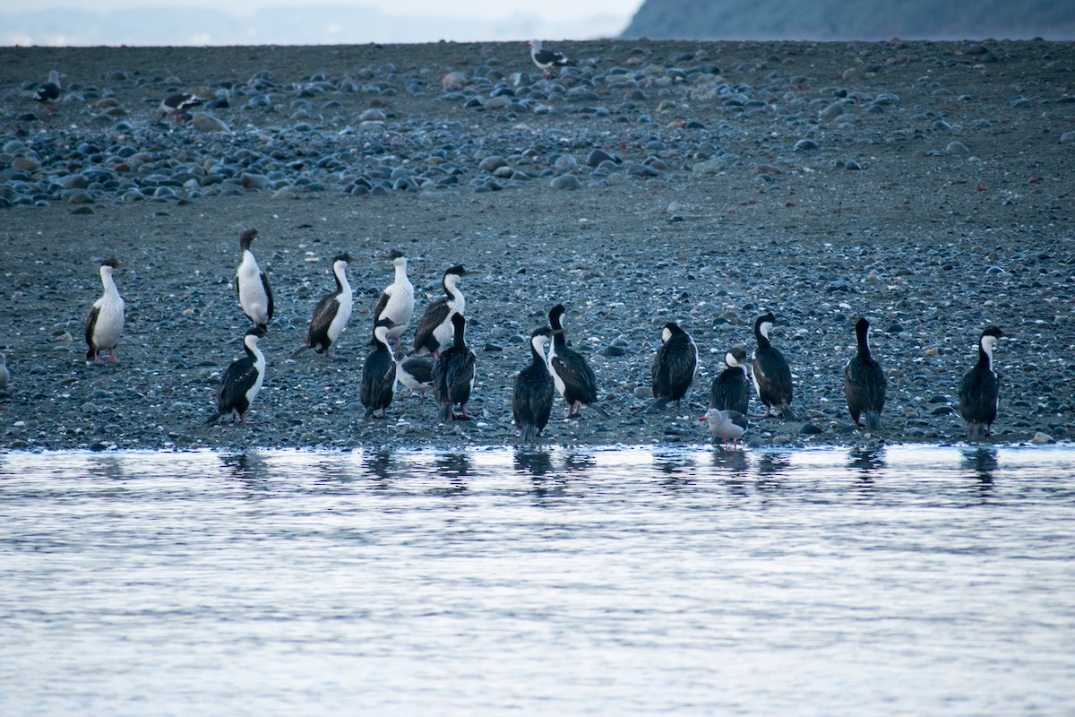 Cormorán Guanay - ML268358281