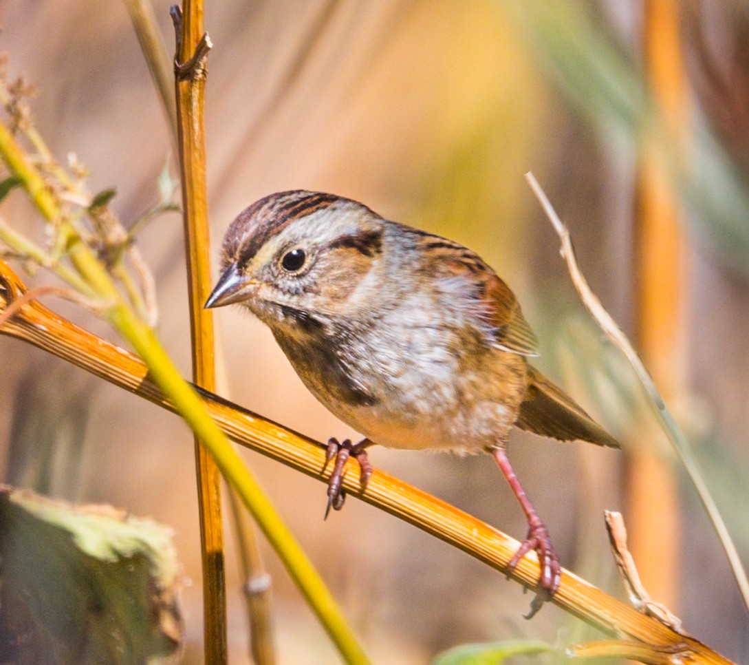 Swamp Sparrow - ML268358301
