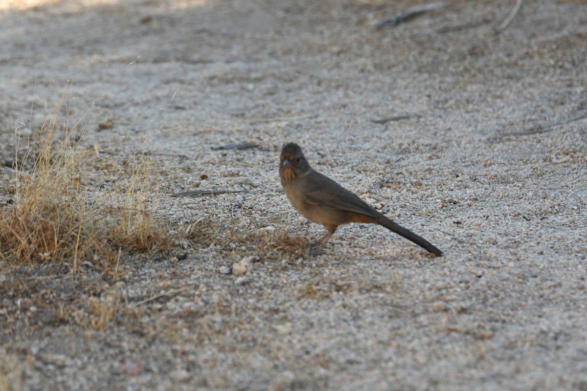 California Towhee - ML268358381