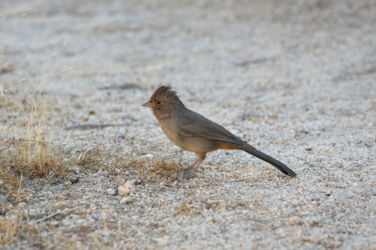 California Towhee - ML268358421