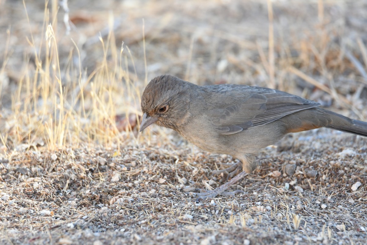 California Towhee - ML268358581