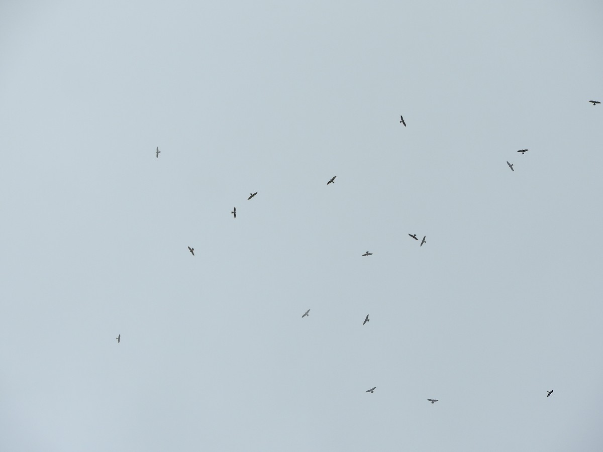 Mississippi Kite - ML268360331