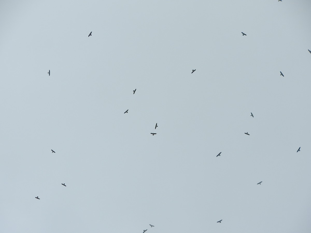 Mississippi Kite - ML268360341