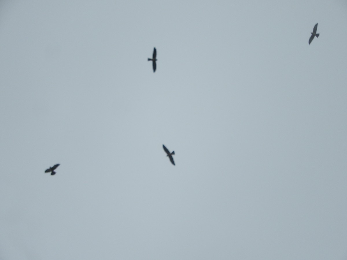 Mississippi Kite - ML268360361