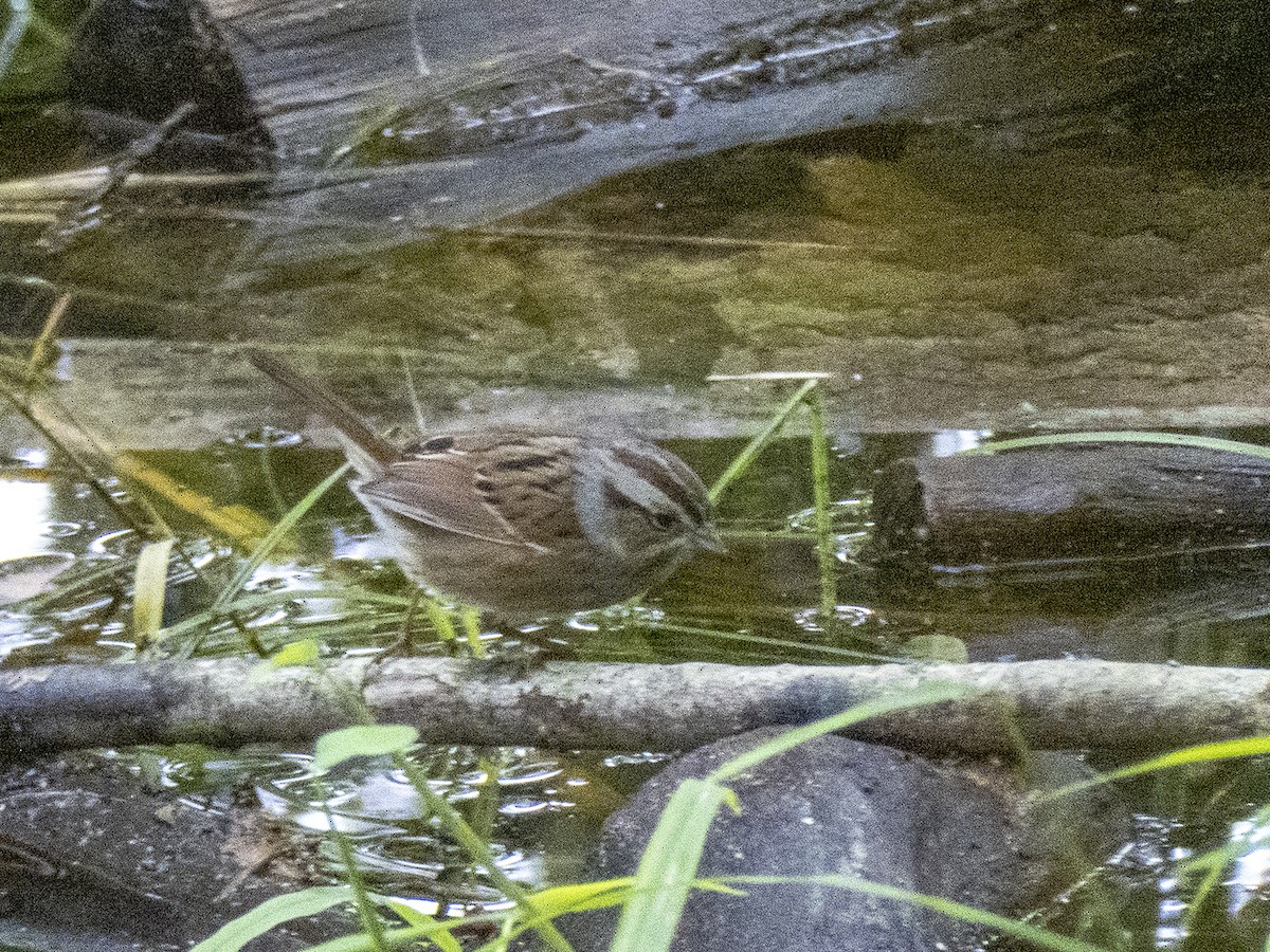 Swamp Sparrow - ML268361531