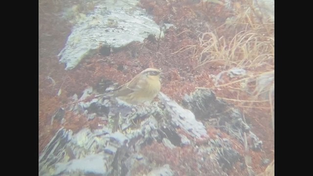 Siberian Accentor - ML268362291