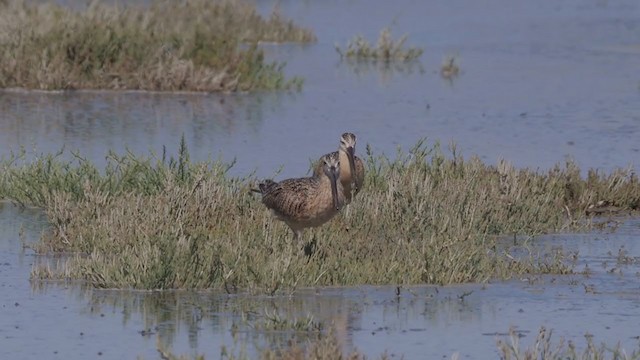 חרמשון ארוך-מקור - ML268363901