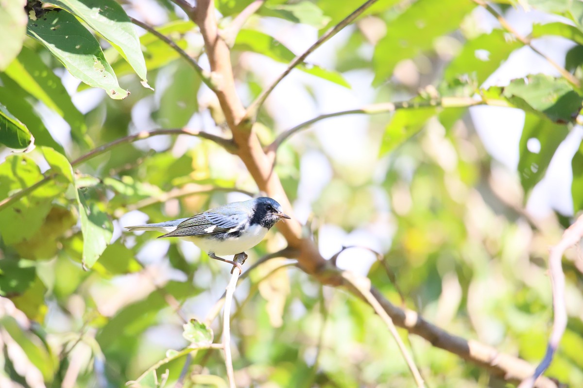 Black-throated Blue Warbler - ML268363981