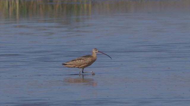 Long-billed Curlew - ML268364091